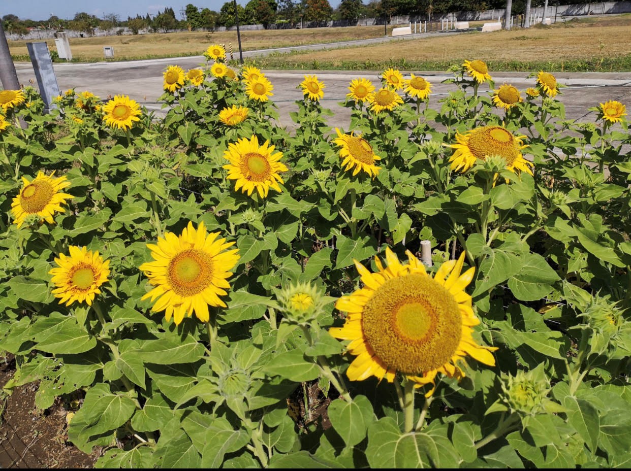 Eton Properties promotes edible landscaping in Eton City